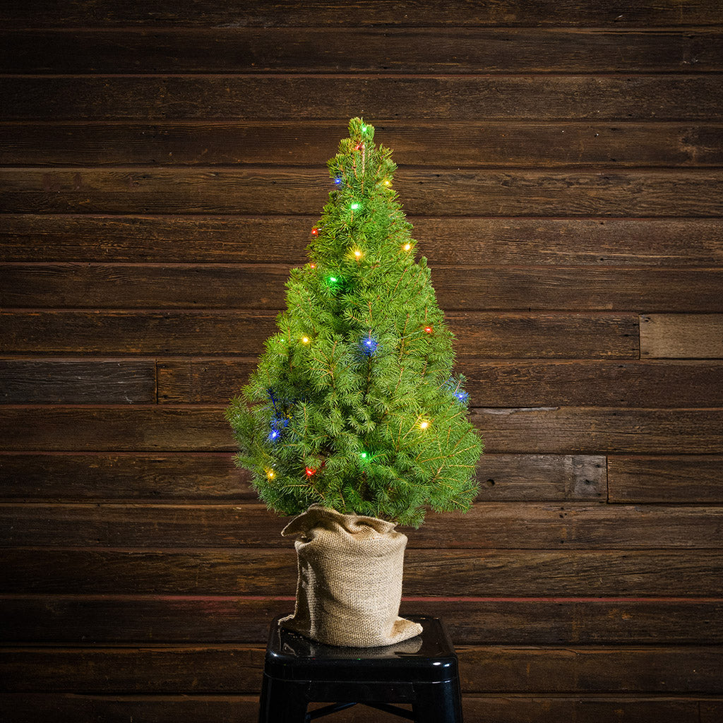All Seasons Living Tree - 1 Gallon