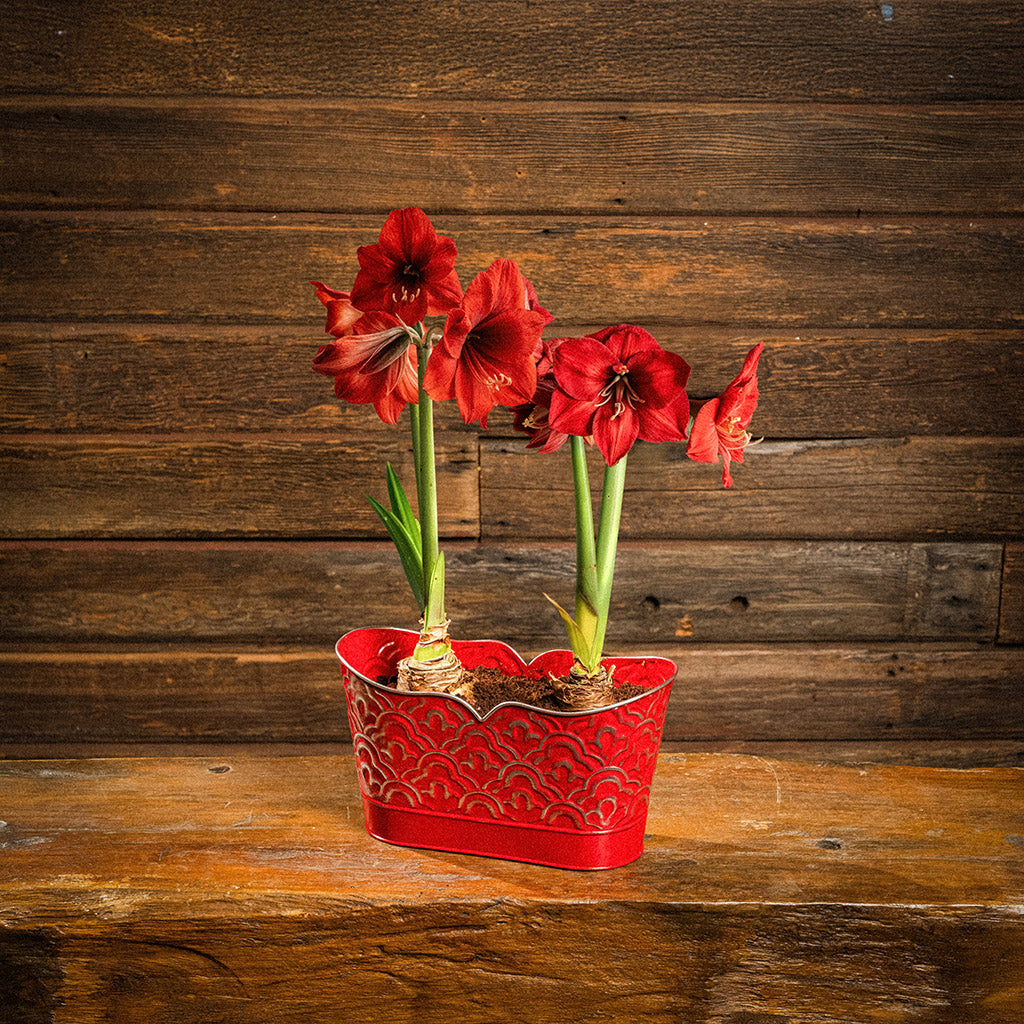 Crimson Amaryllis