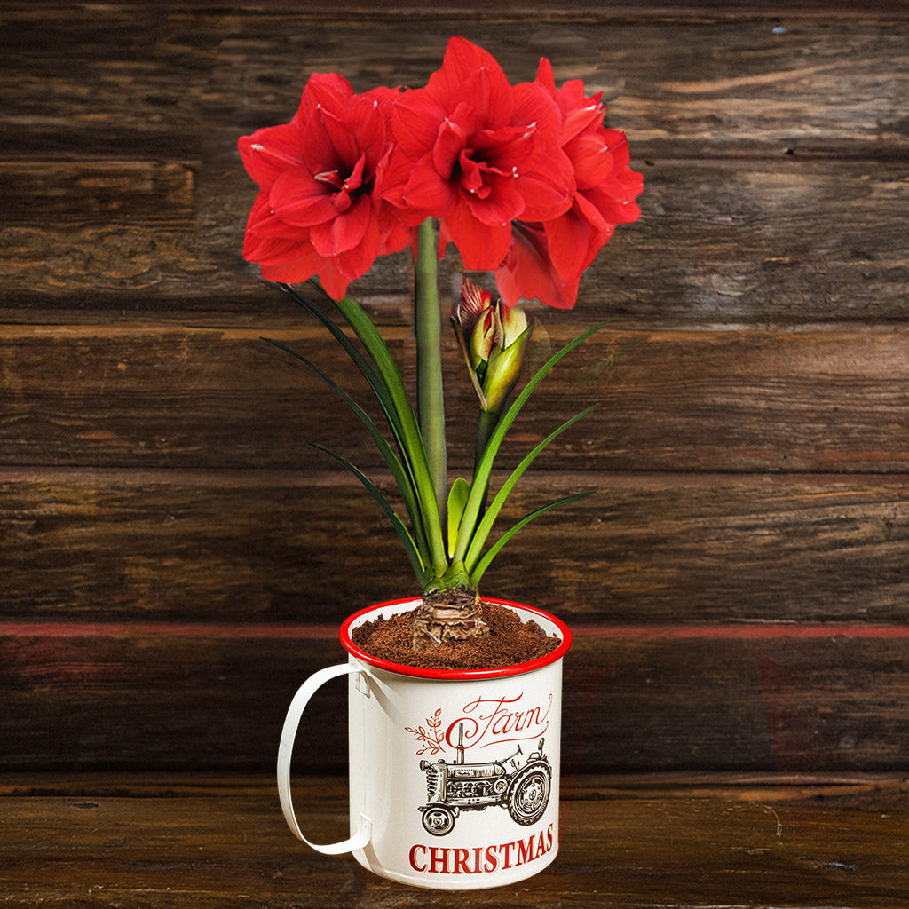Festive Farm Amaryllis – Lynch Creek Farm