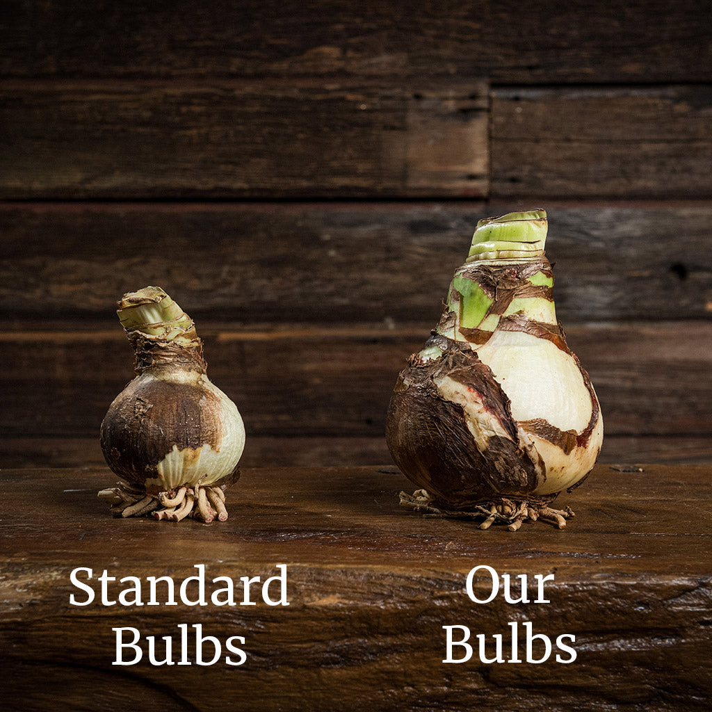 An arrangement of an amaryllis bulb, soil disc, and a shiny red plastic container
