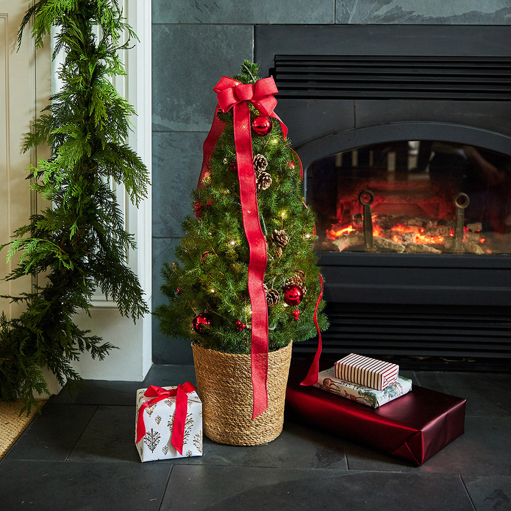 Natural Noel Living Christmas Tree - 1 Gallon, image size:1024x1024