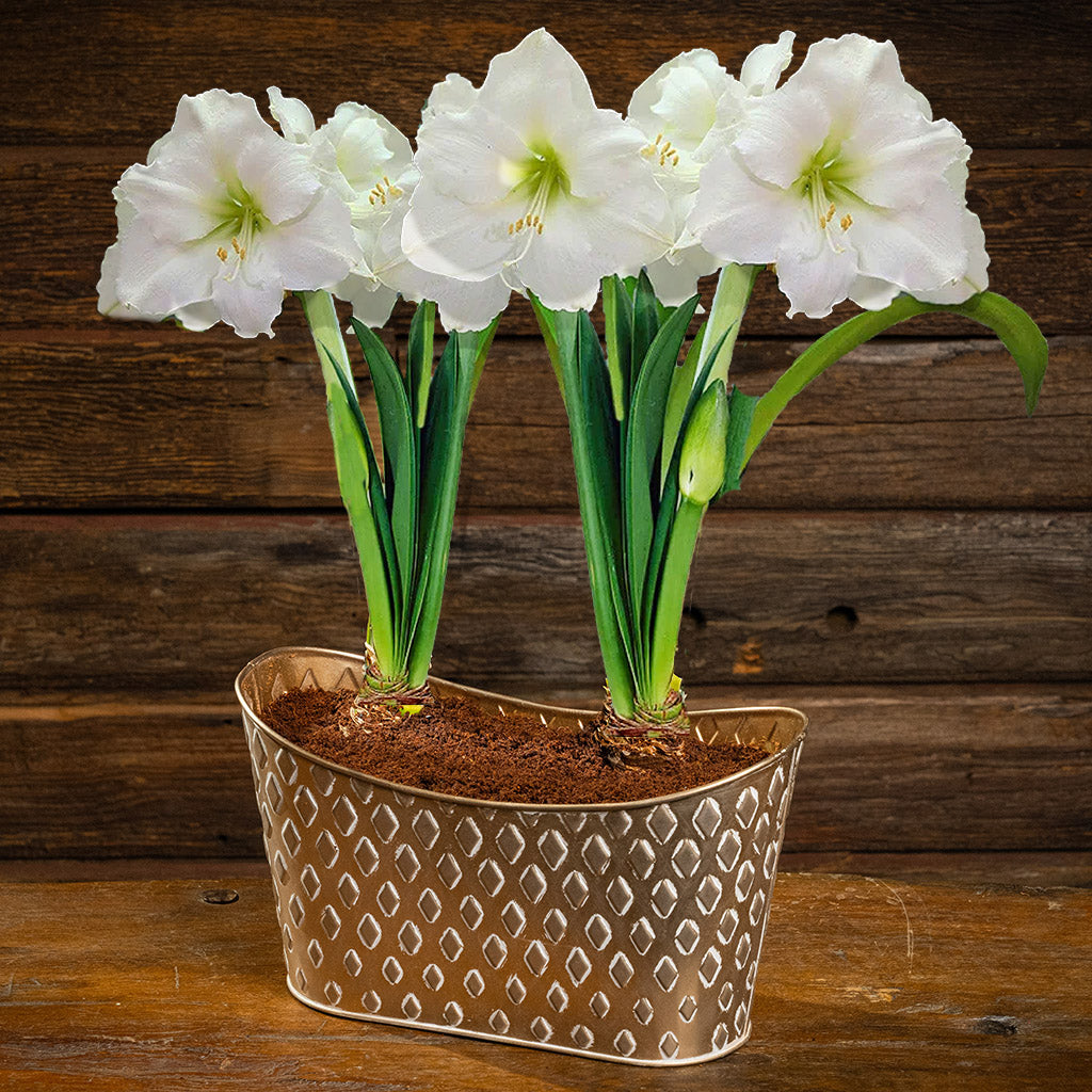 Snow Kissed Amaryllis – Lynch Creek Farm