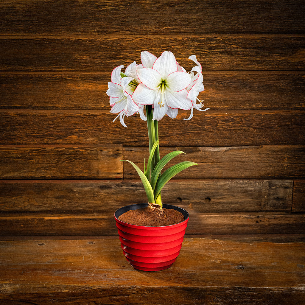Spellbound Amaryllis