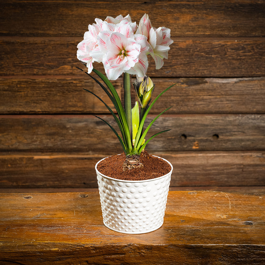 amaryllis bulb, soil disc, and a white metal container
