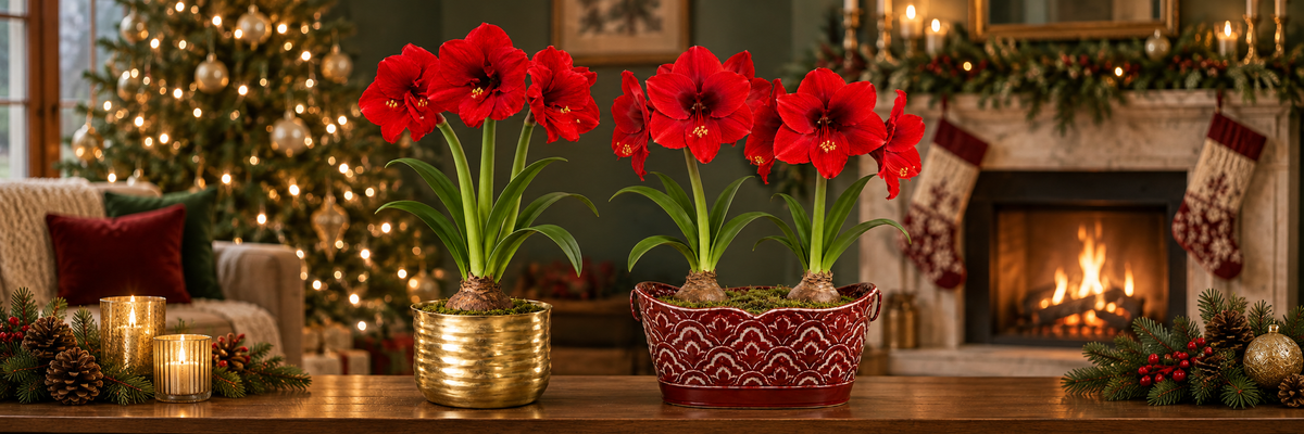 Amaryllis Collection