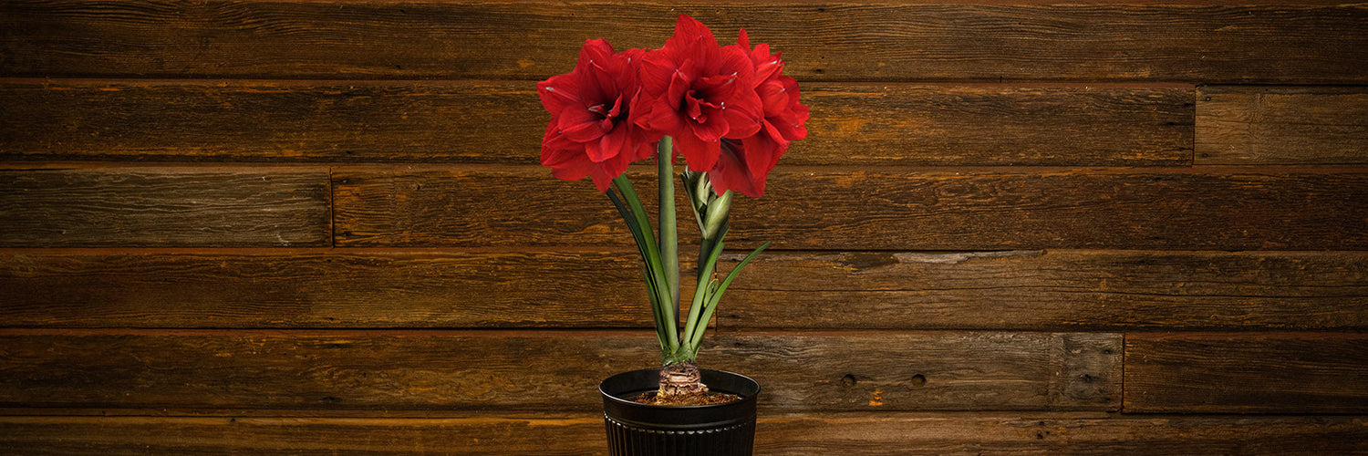 Amaryllis Collection
