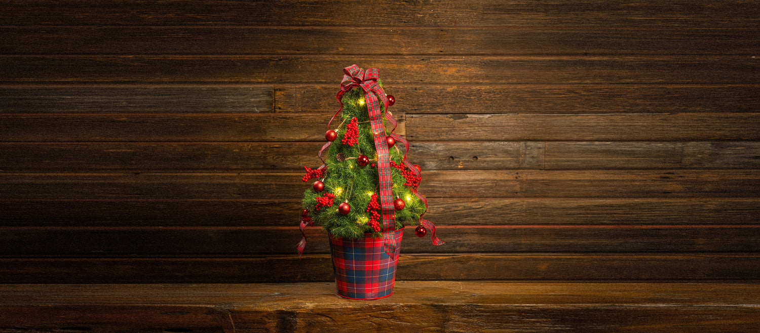 Living Christmas Trees