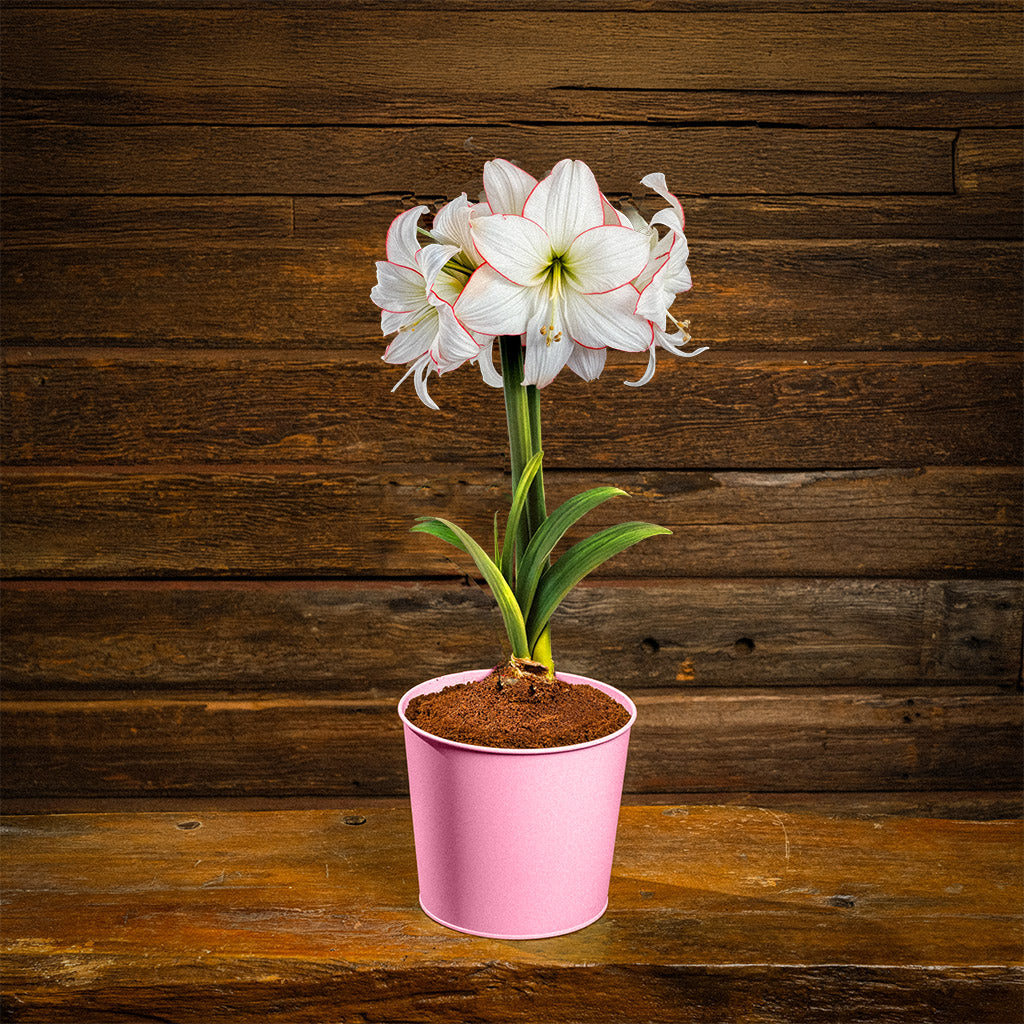 amaryllis コンピ Jubilee Amaryllis – Lynch Creek Farm