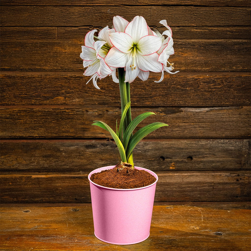 Amaryllis Collection – Lynch Creek Farm