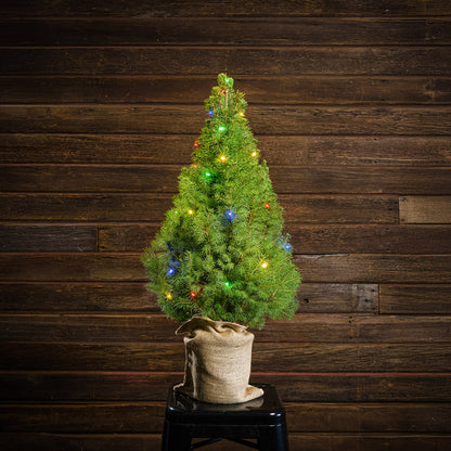 All Seasons Living Tree - 1 Gallon