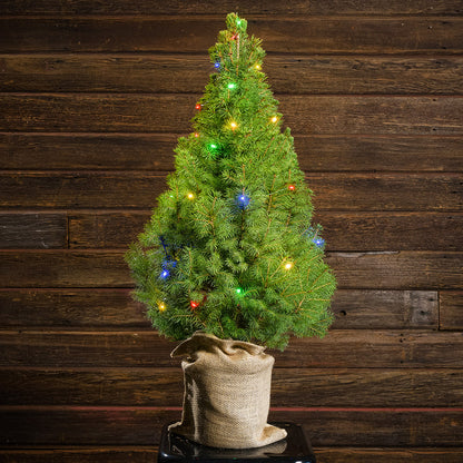 All Seasons Living Tree - 1 Gallon