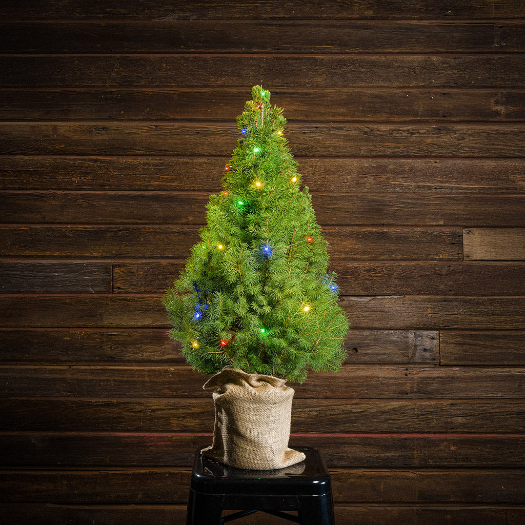 All Seasons Living Tree - 1 Gallon
