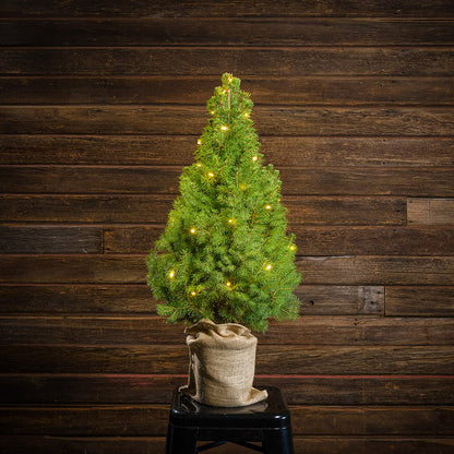 All Seasons Living Tree - 1 Gallon