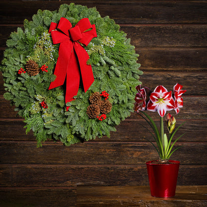 Black Friday 2024 Holiday Traditions with Amaryllis