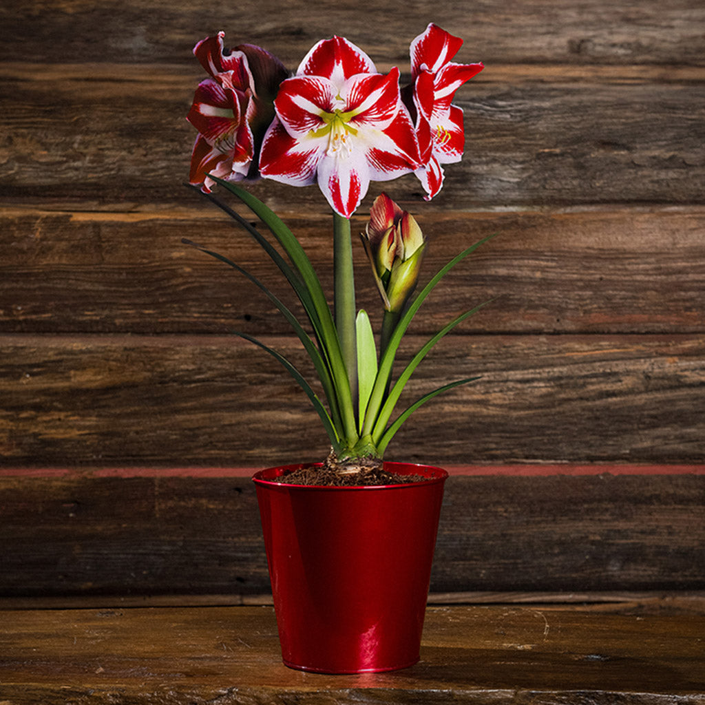 Black Friday 2024 Holiday Traditions with Amaryllis