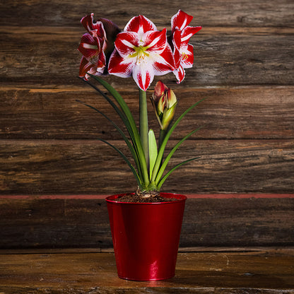 Black Friday 2024 Holiday Traditions with Amaryllis