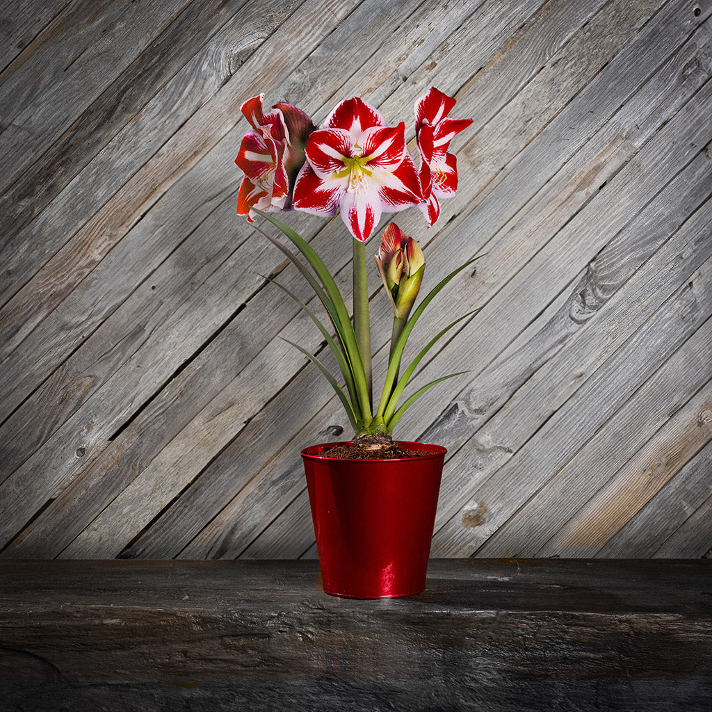 Black Friday 2024 Holiday Traditions with Amaryllis