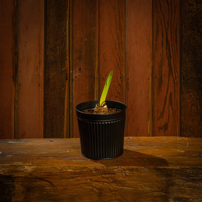 Bold Blooms Amaryllis