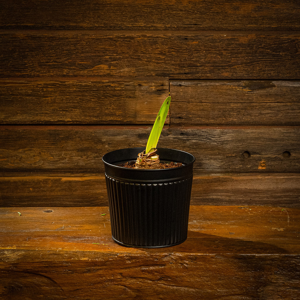 Bold Blooms Amaryllis