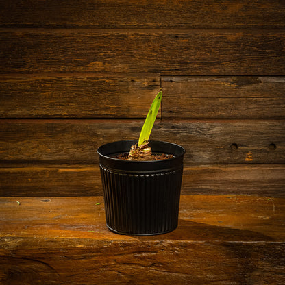 Bold Blooms Amaryllis