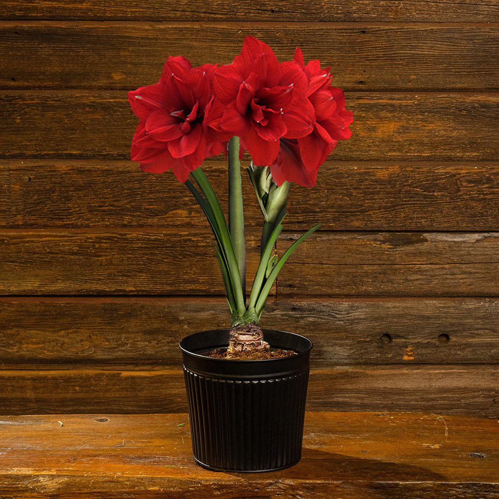 Potted red flower plant on a wooden surface with a wooden background