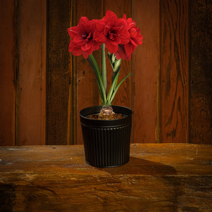 Bold Blooms Amaryllis