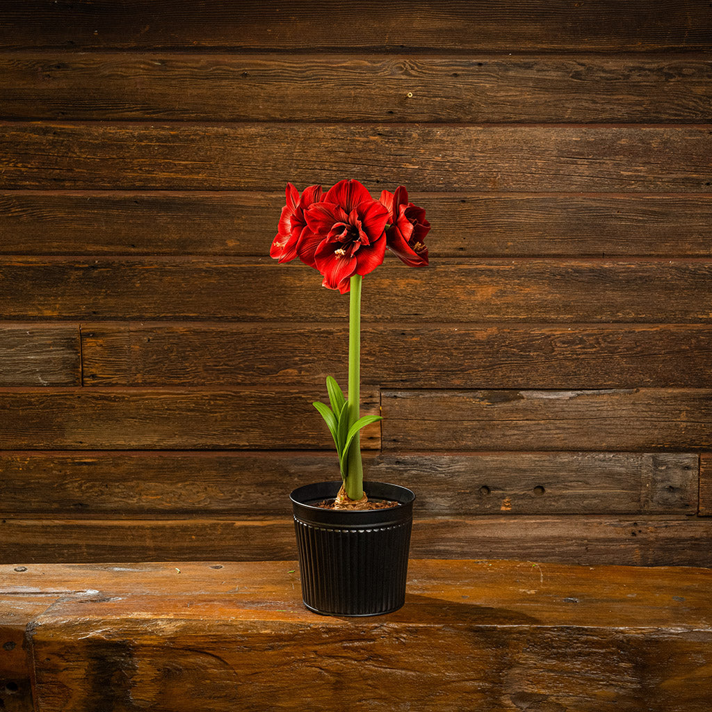 Amaryllisページ Bold Blooms Amaryllis – Lynch Creek Farm