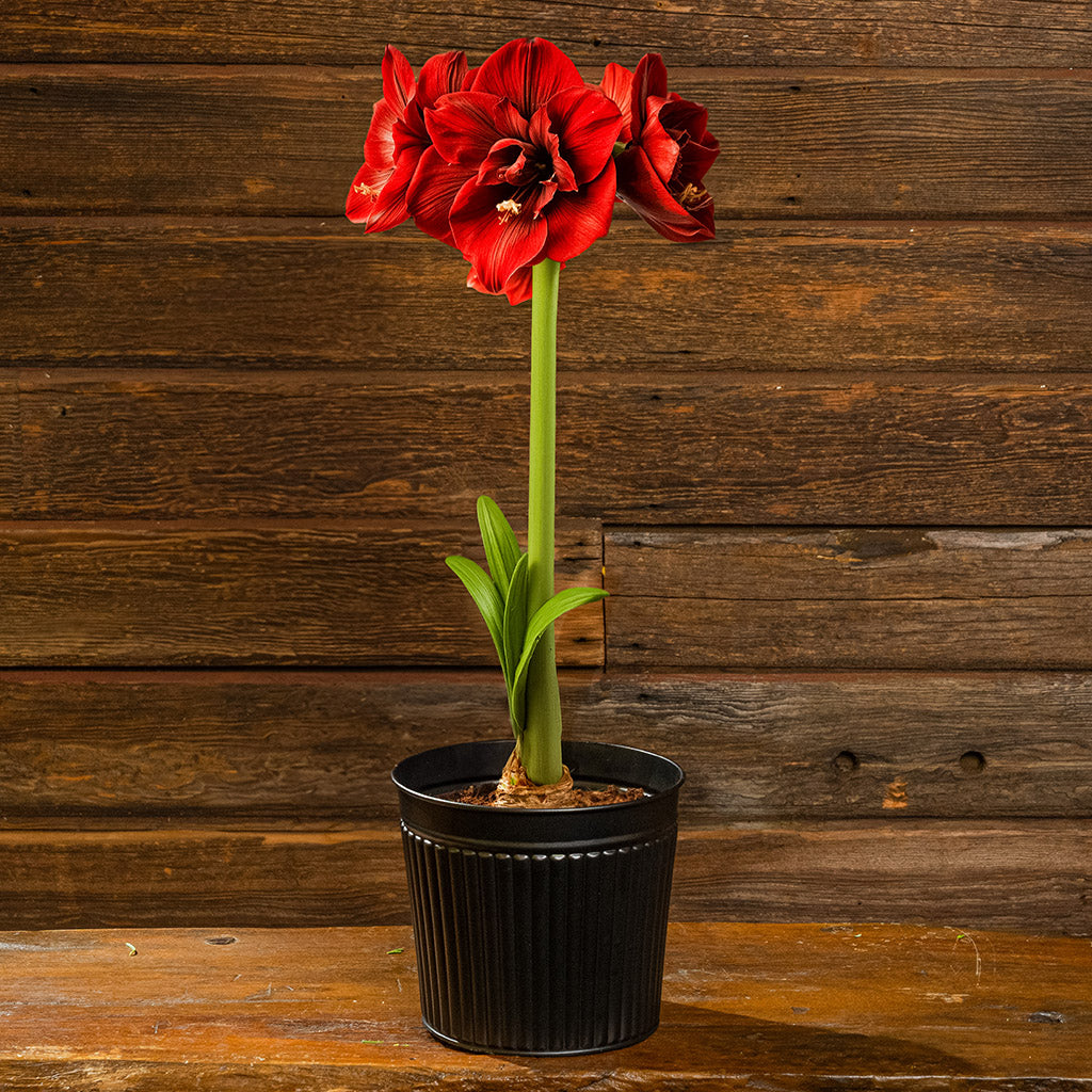 Bold Blooms Amaryllis