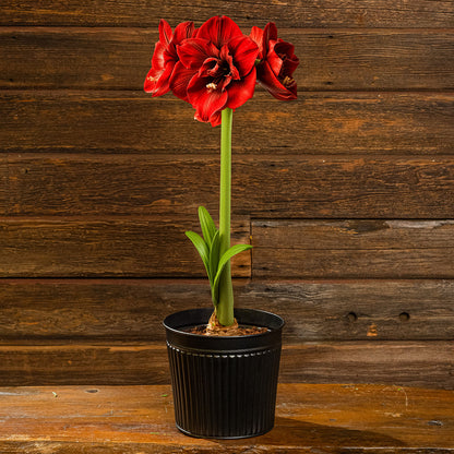 Bold Blooms Amaryllis