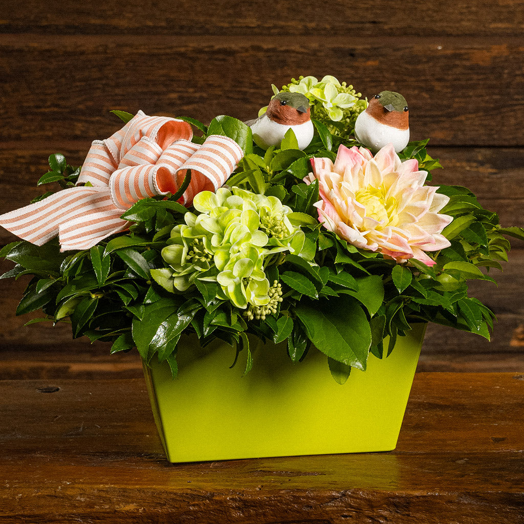 Fresh salal and green huckleberry with faux green hydrangeas, faux pink dahlia, two chickadee birds, and a peach-striped linen bow in a green container