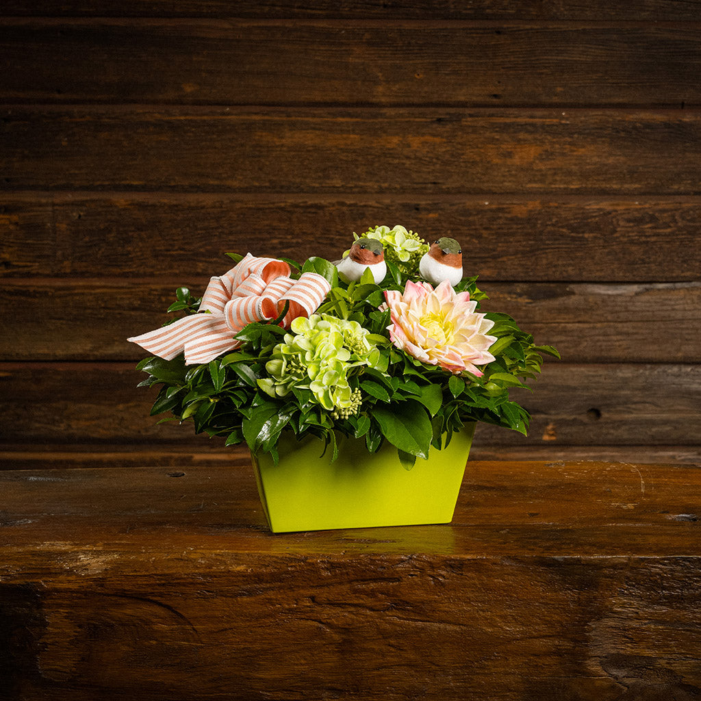 Fresh salal and green huckleberry with faux green hydrangeas, faux pink dahlia, two chickadee birds, and a peach-striped linen bow in a green container