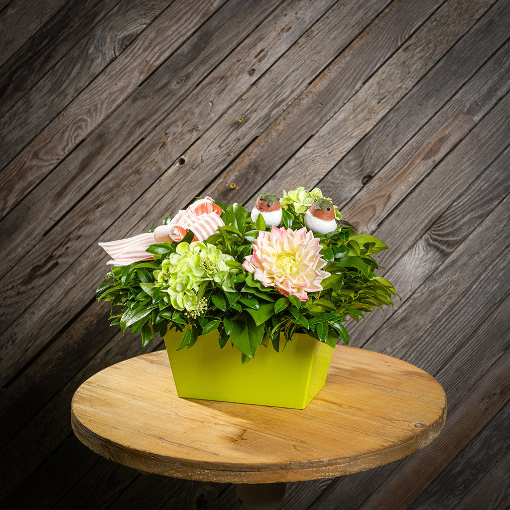 Fresh salal and green huckleberry with faux green hydrangeas, faux pink dahlia, two chickadee birds, and a peach-striped linen bow in a green container