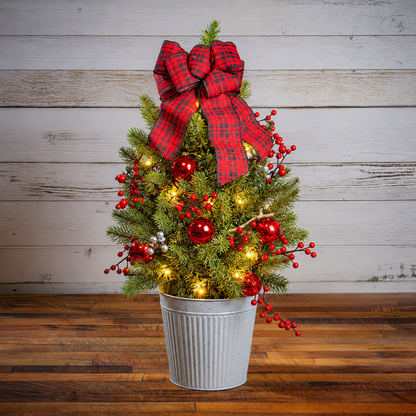 Country Woods Living Tree One Gallon
