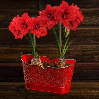 Crimson Amaryllis