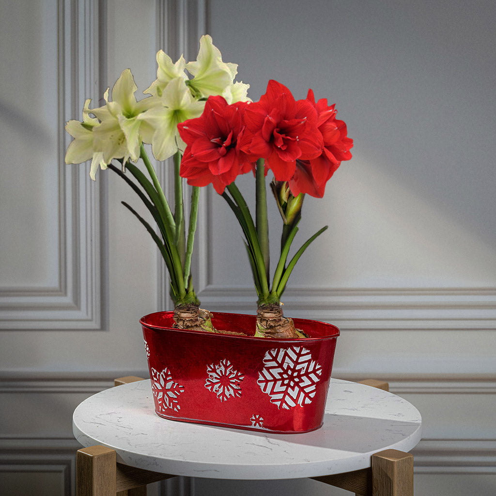 Festive Blooms Amaryllis