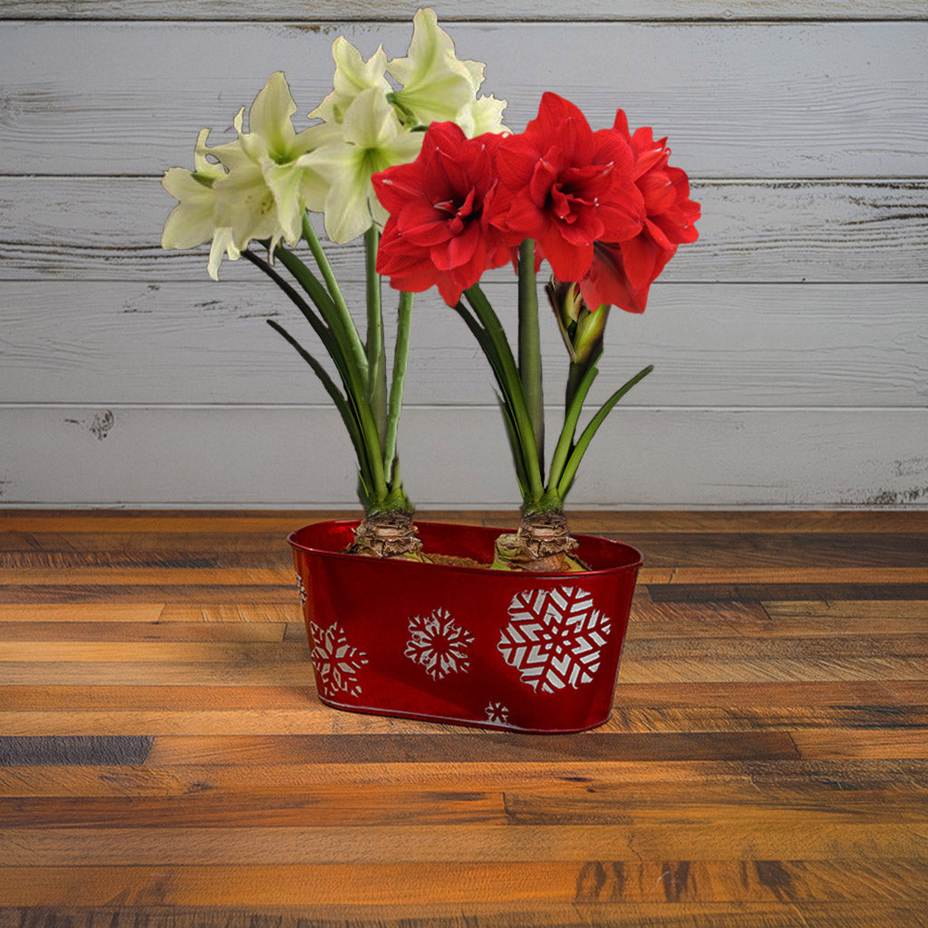 Festive Blooms Amaryllis