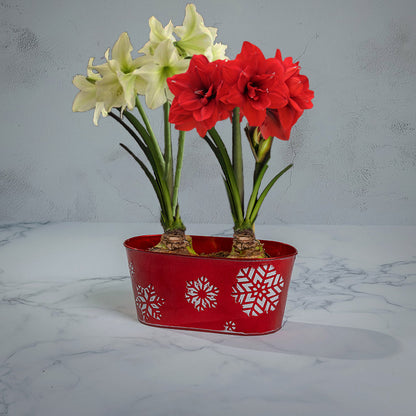 Festive Blooms Amaryllis