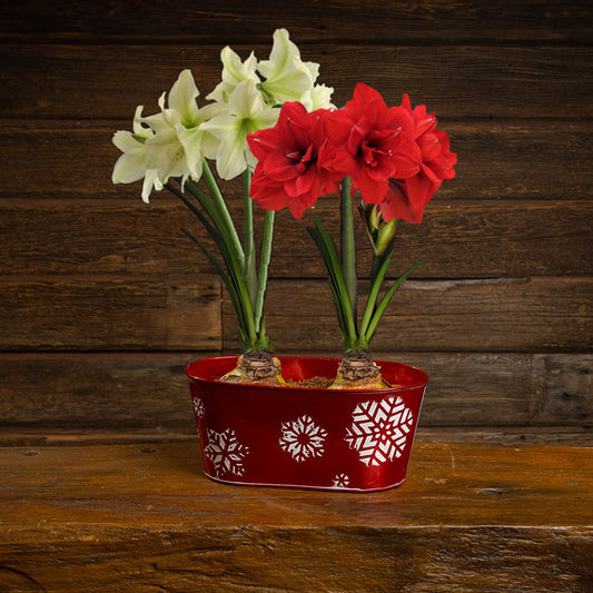 Festive Blooms Amaryllis