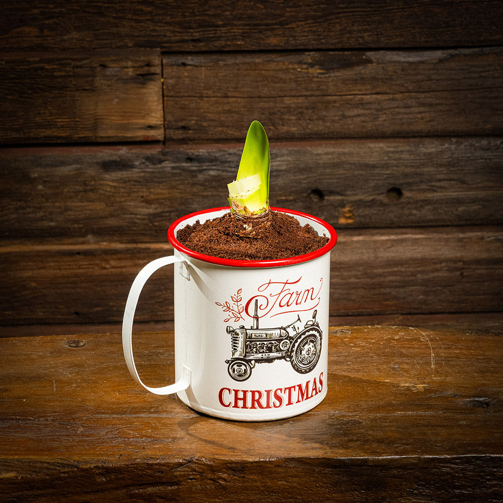 amaryllis bulb, soil disc, and a metal farm-themed mug container with handle
