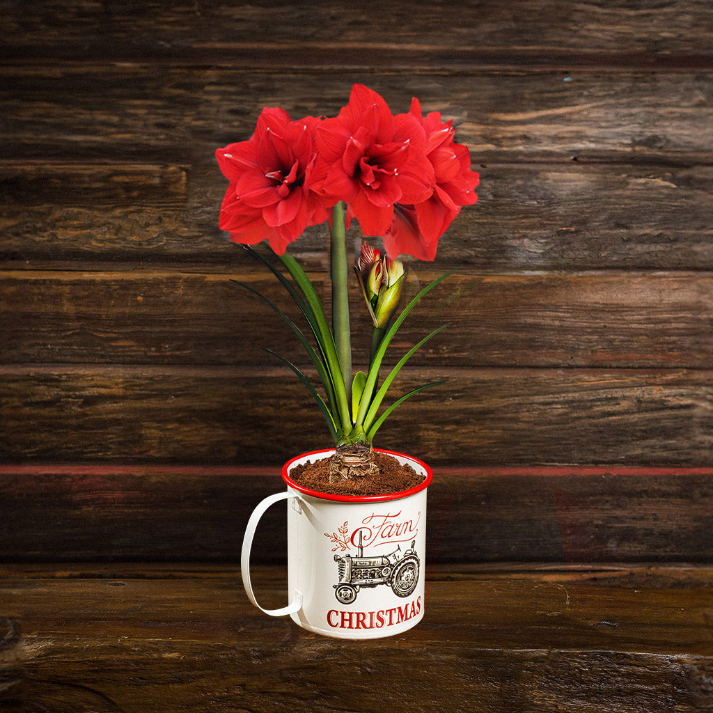 amaryllis bulb, soil disc, and a metal farm-themed mug container with handle