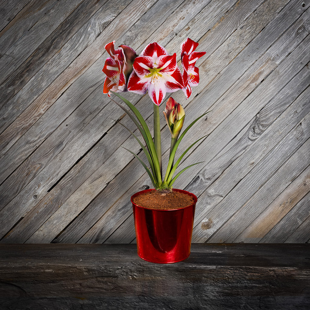 Fire & Ice Amaryllis – Lynch Creek Farm