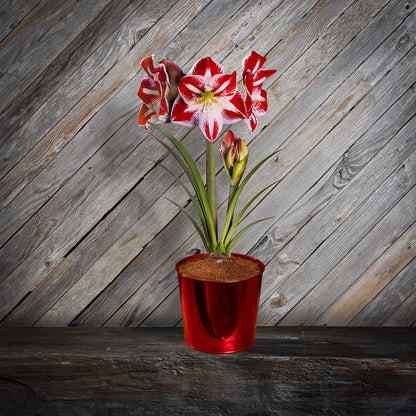 Fire & Ice Amaryllis