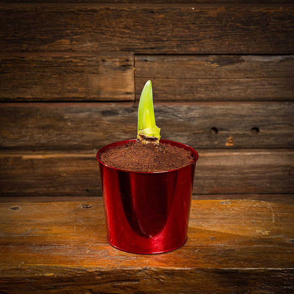 Fire & Ice Amaryllis