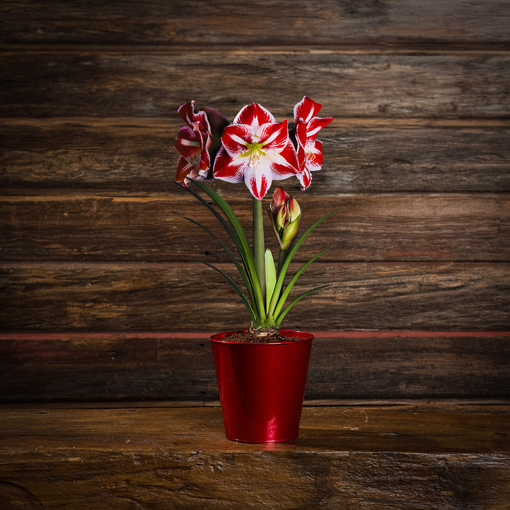 Fire & Ice Amaryllis – Lynch Creek Farm