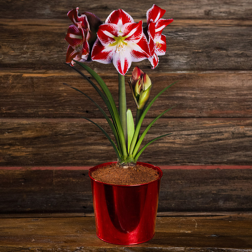 Fire & Ice Amaryllis