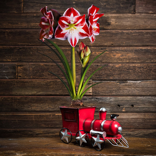 A holiday arrangement of an amaryllis bulb, soil disc, and a metal train containerv