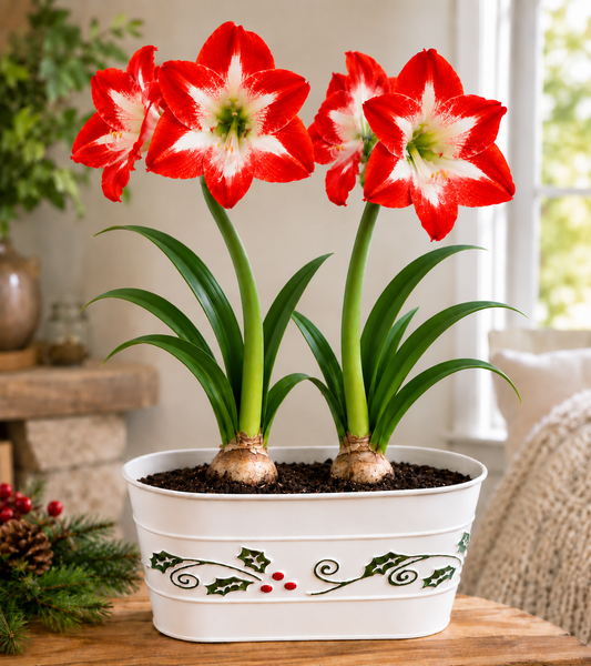 Amaryllis Collection – Lynch Creek Farm