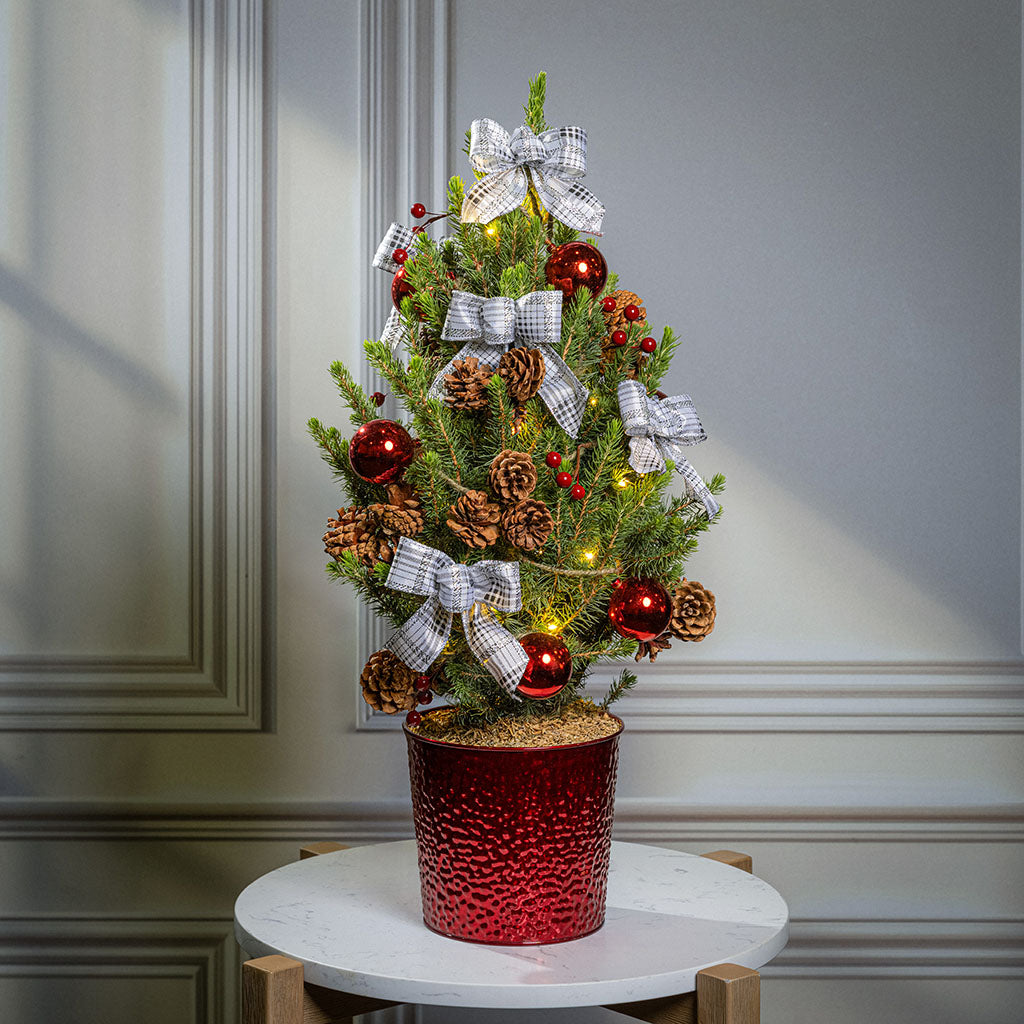 Home for the Holidays Living Christmas Tree - 1 Gallon
