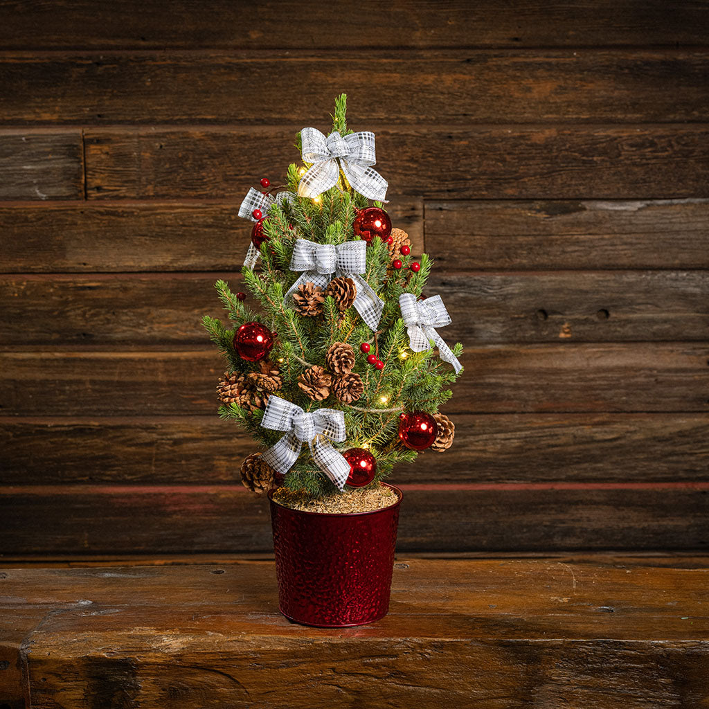 Home for the Holidays Living Christmas Tree - 1 Gallon