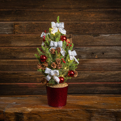 Home for the Holidays Living Christmas Tree - 1 Gallon
